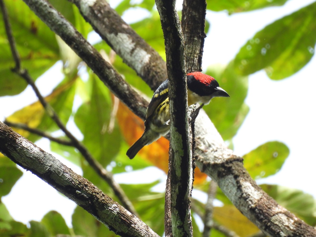 Five-colored Barbet - ML655020644