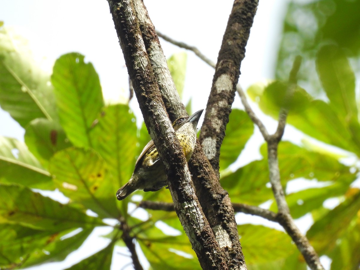 Five-colored Barbet - ML655020645