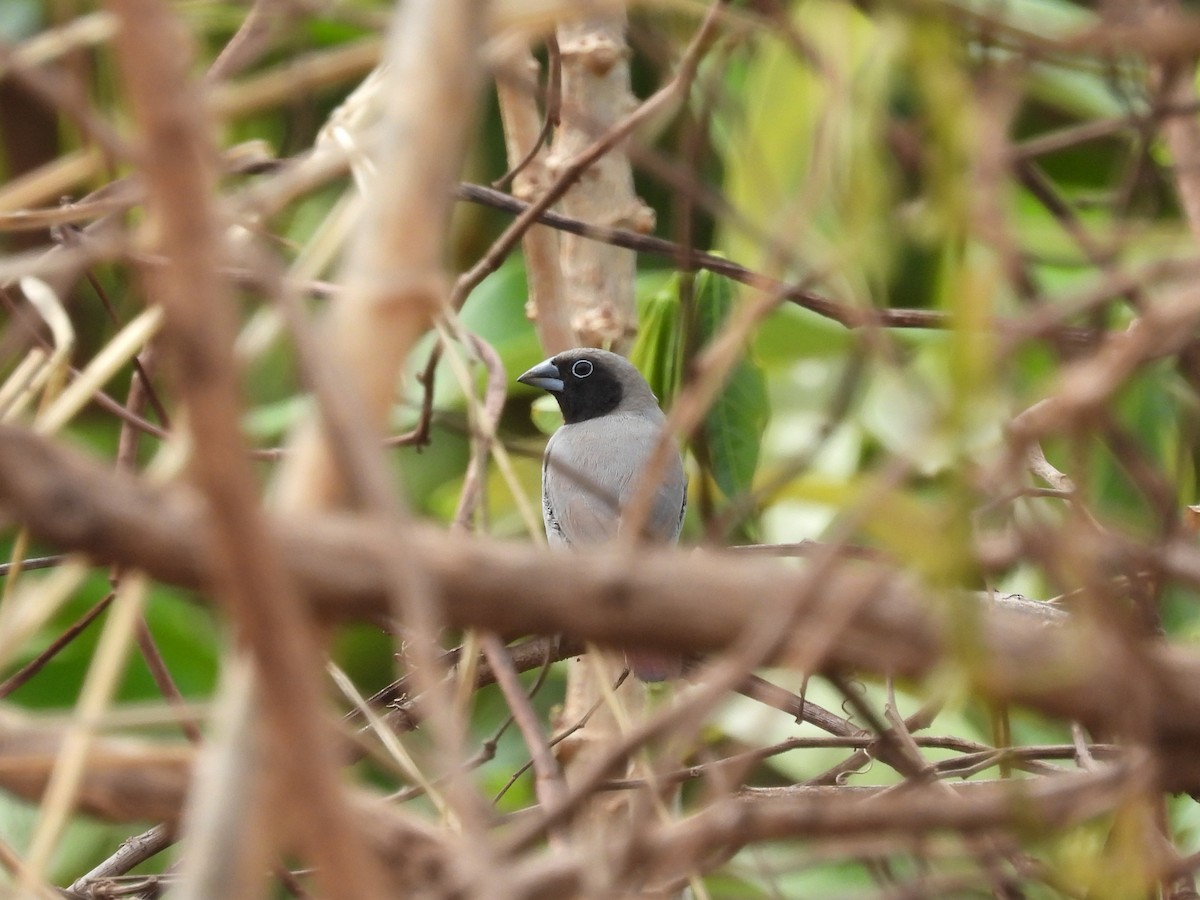 Black-faced Firefinch - ML655020646