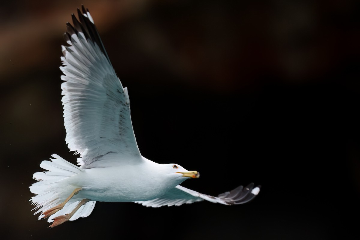 שחף צהוב-רגל - ML655020647