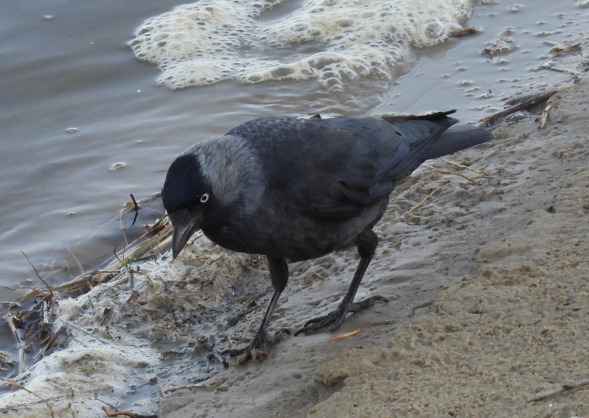 קאק - ML655020649