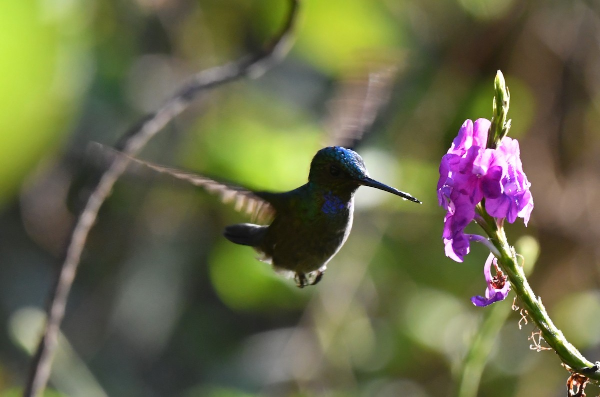 Charming Hummingbird - ML655020650