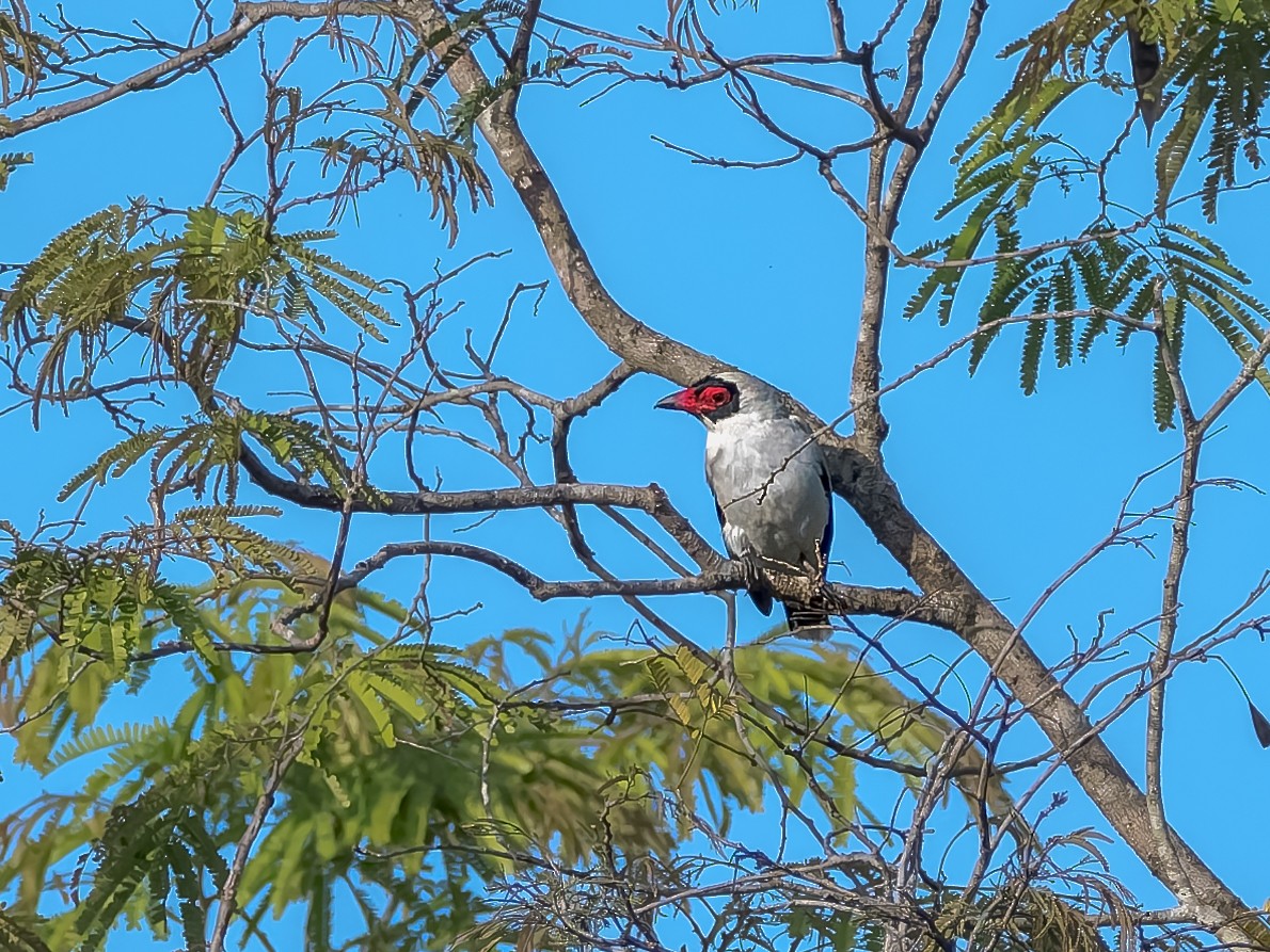 Masked Tityra - ML655020651