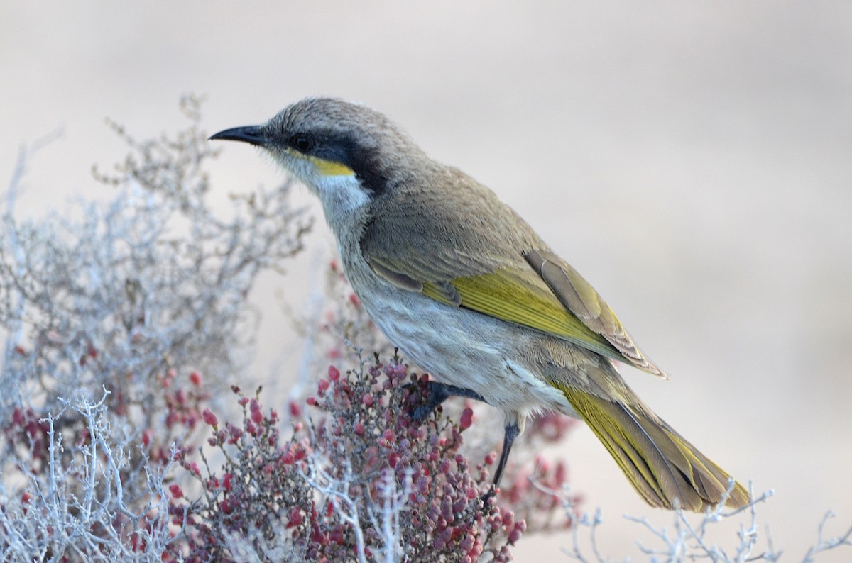Nankeen Kestrel - ML655020652