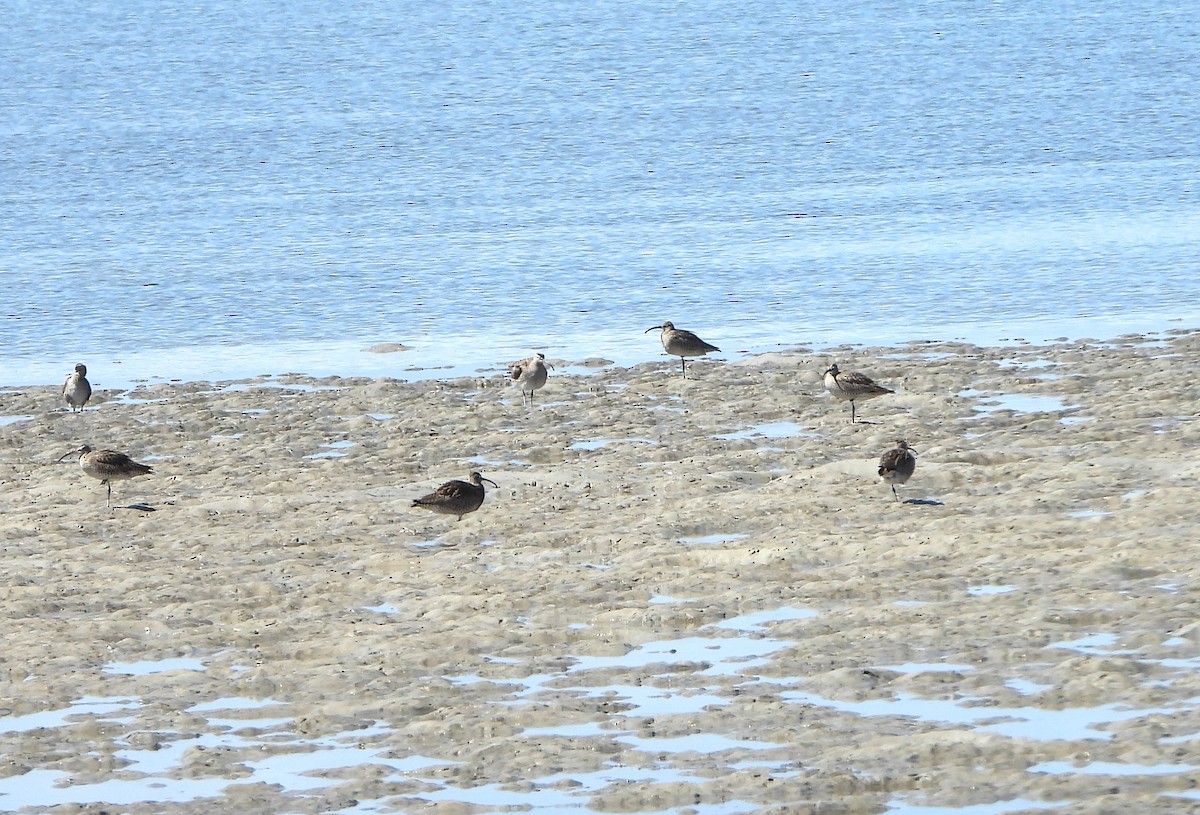 חרמשון קטן - ML655020653