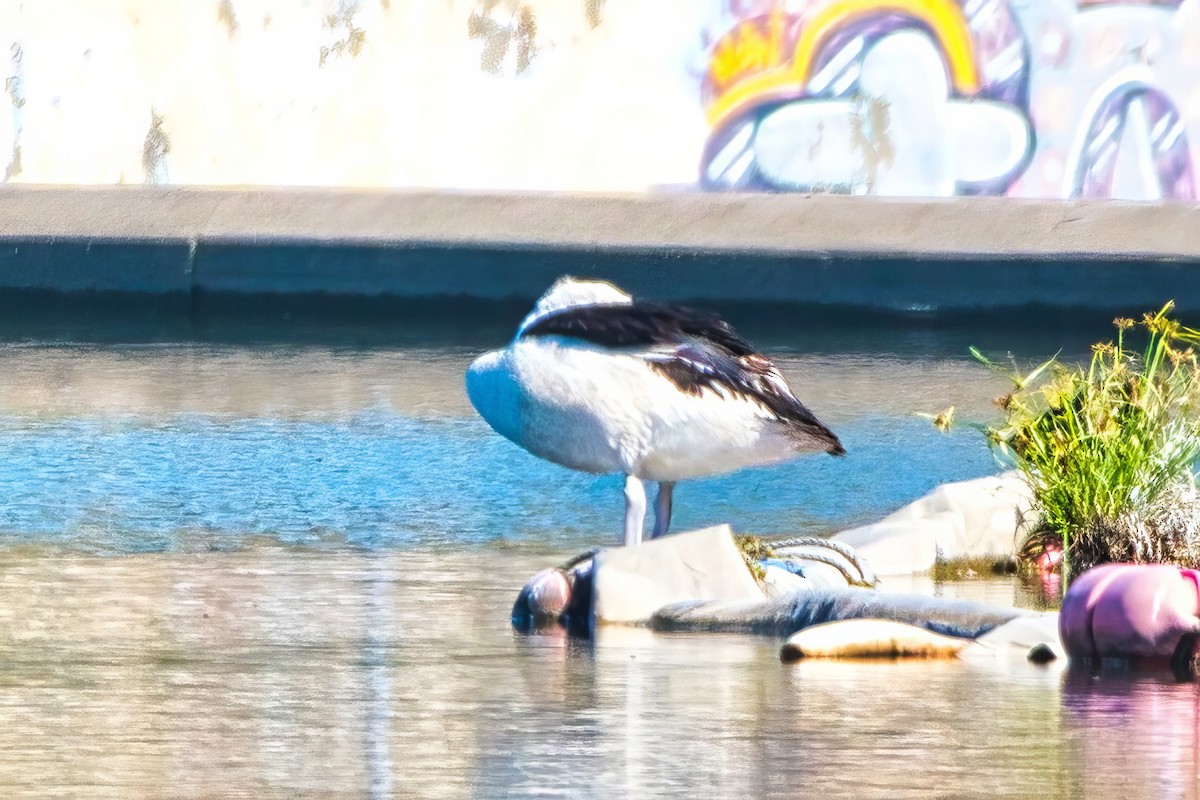 Australian Pelican - ML655020655