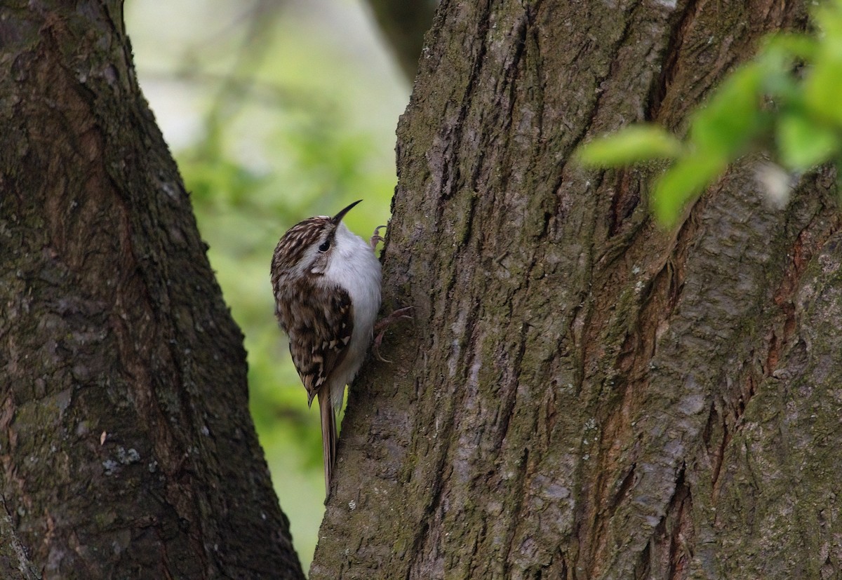 טפס-עצים אירופי - ML655020657