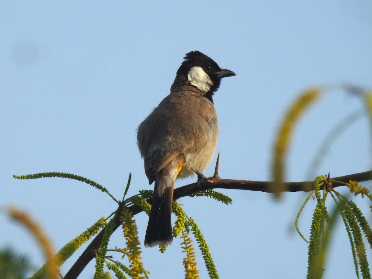 בולבול לבן-לחיים - ML655020659