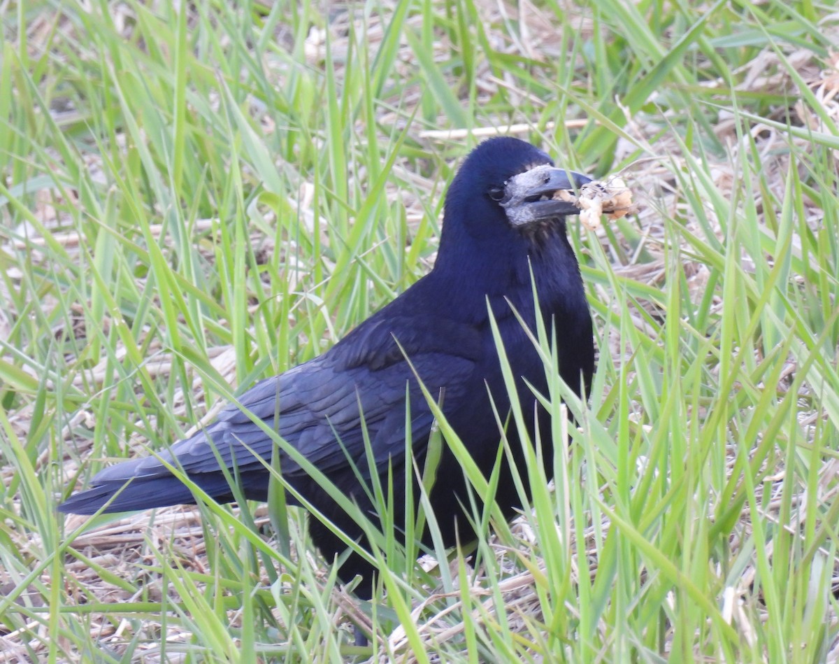עורב מזרע - ML655020660