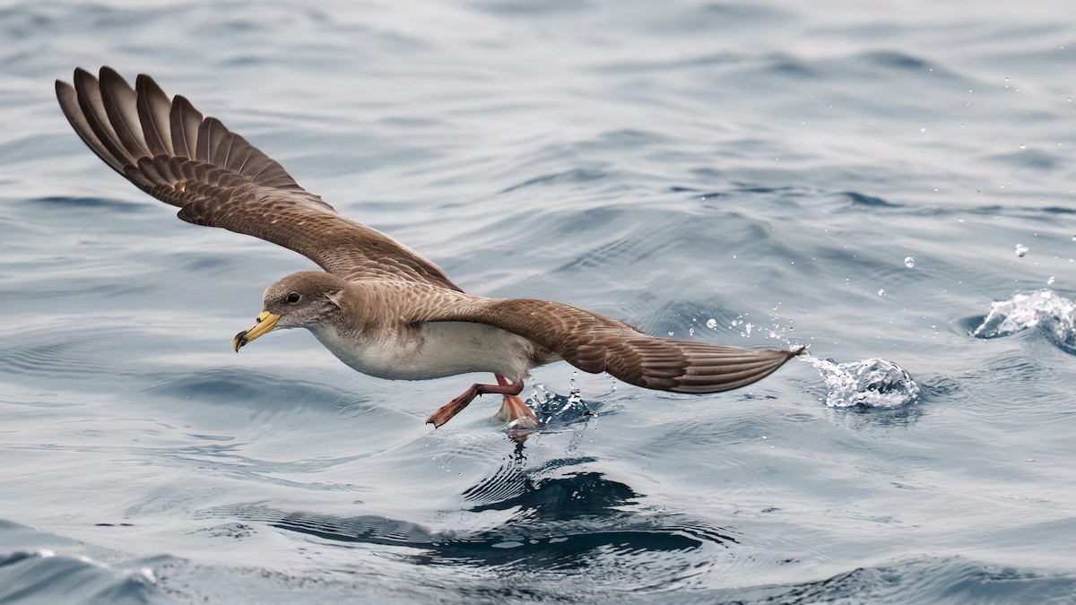 יסעור גדול - ML655020662
