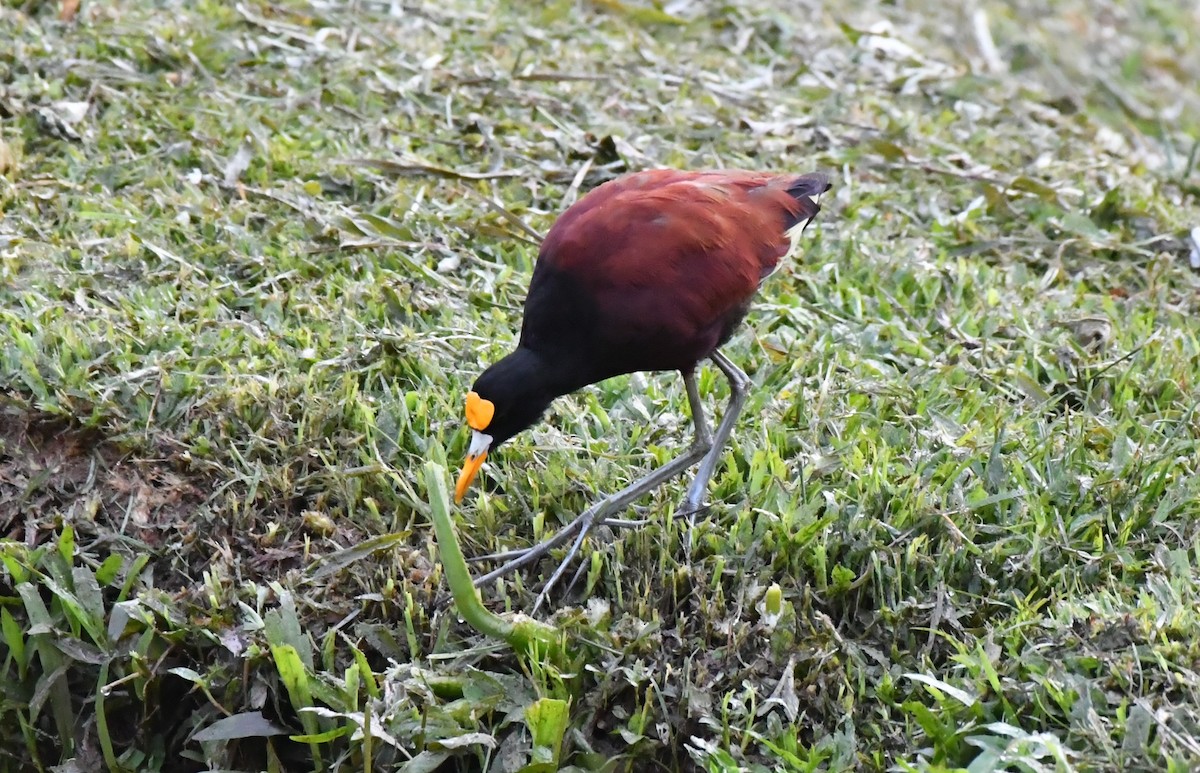 Northern Jacana - ML655020664