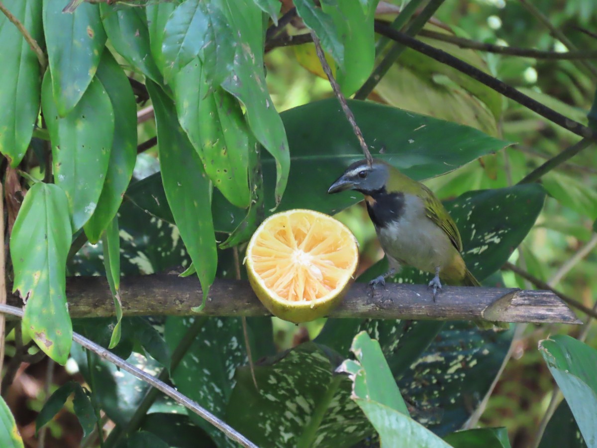 Buff-throated Saltator - ML655020665