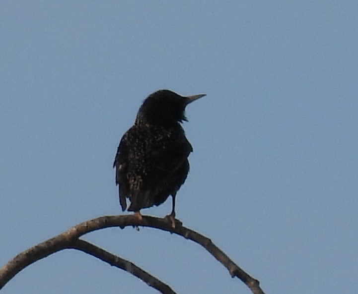 זרזיר מצוי - ML655020666