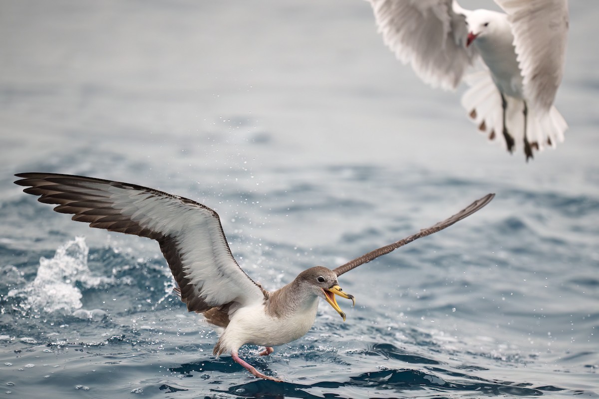 יסעור גדול - ML655020669