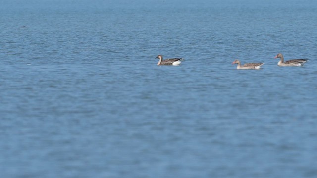 Ánsar Cisnal - ML655021140