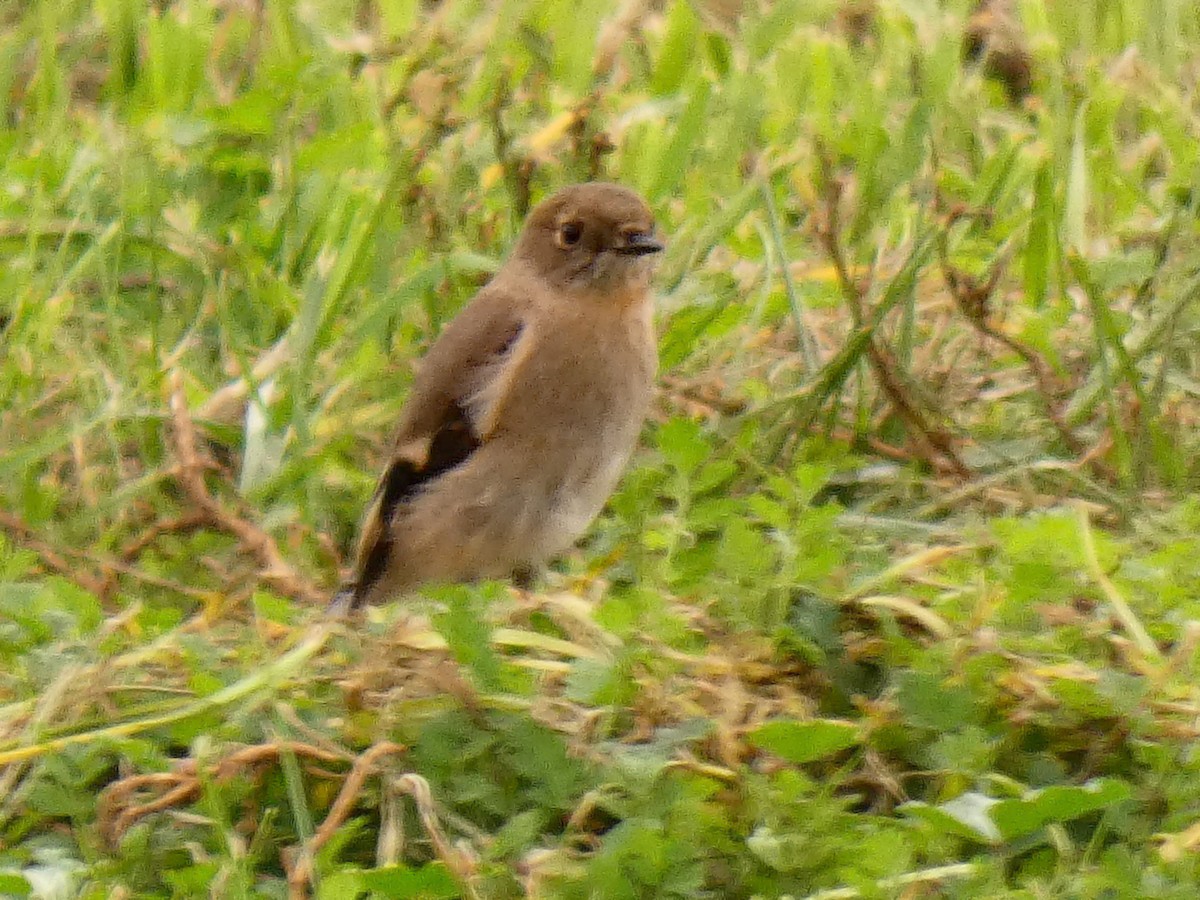 Flame Robin - ML655021484