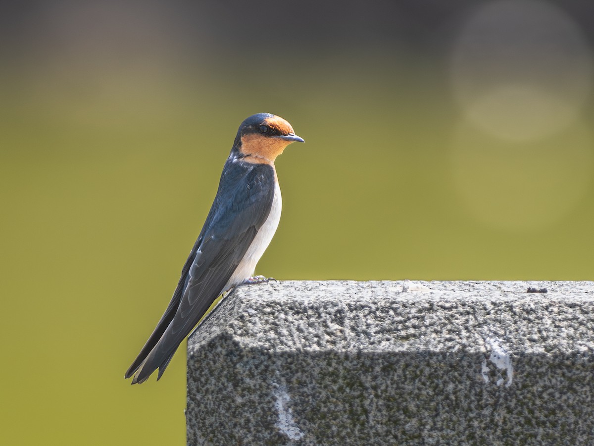 Golondrina del Pacífico - ML655021501
