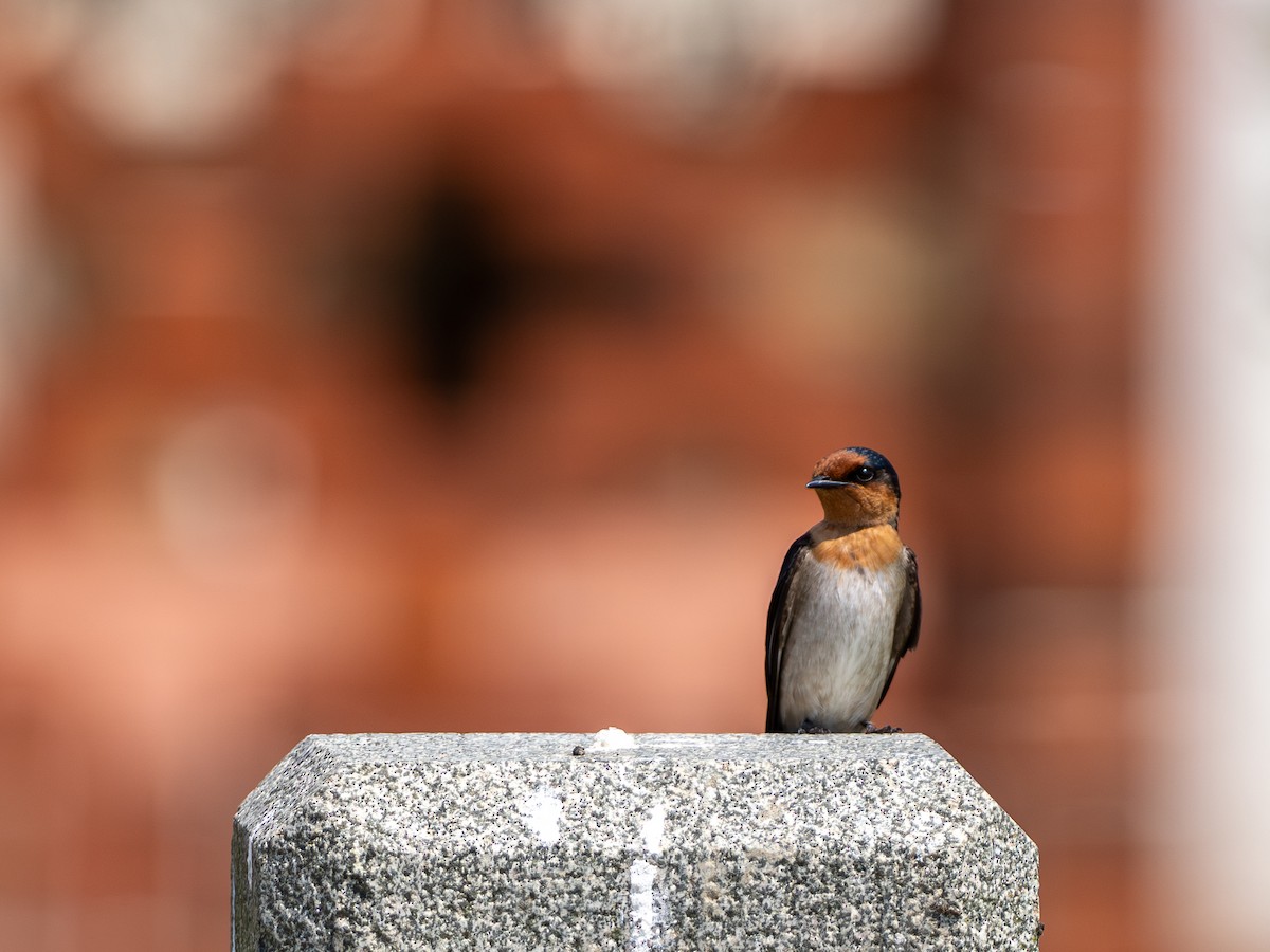 Golondrina del Pacífico - ML655021502