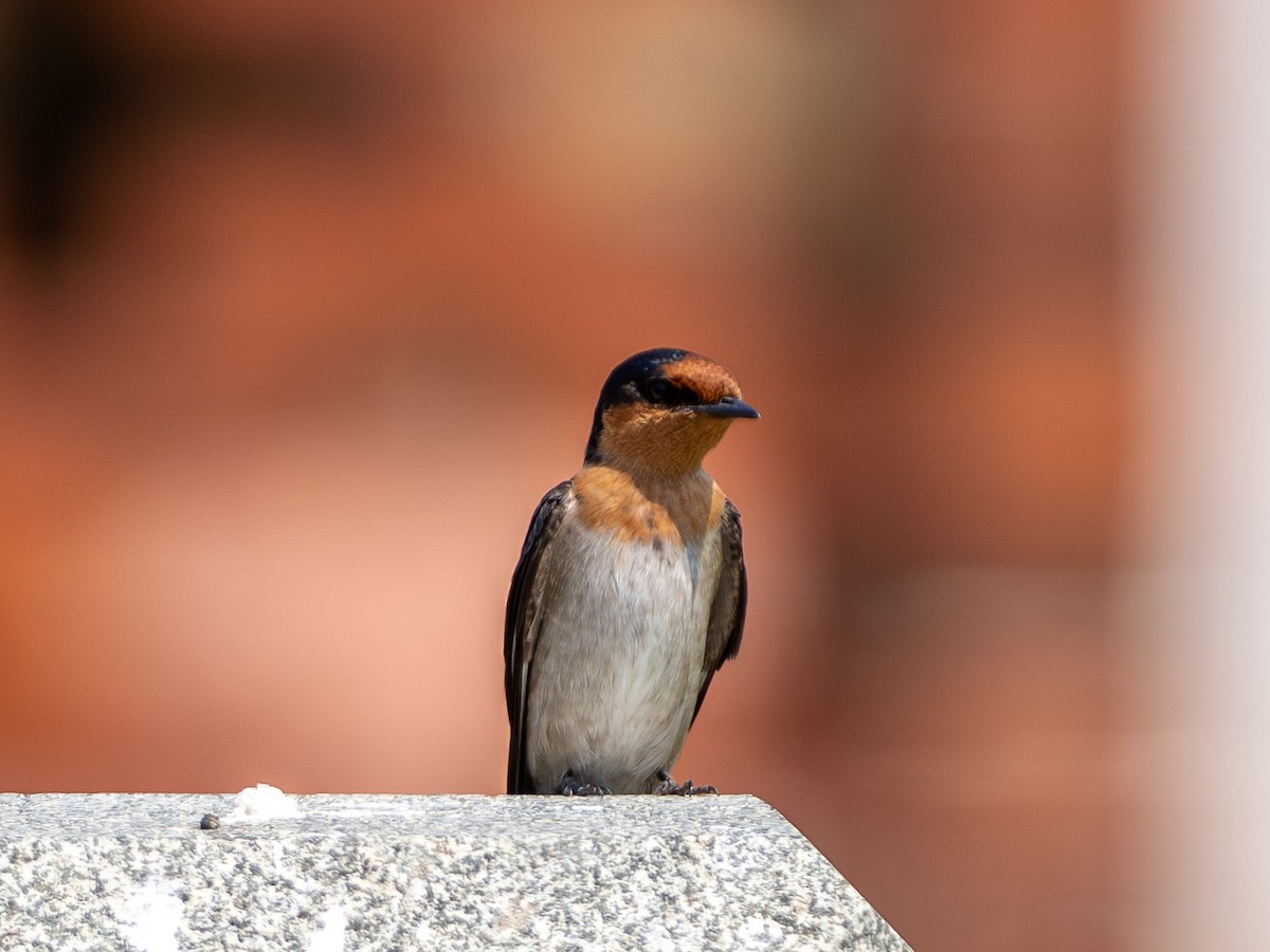 Golondrina del Pacífico - ML655021503