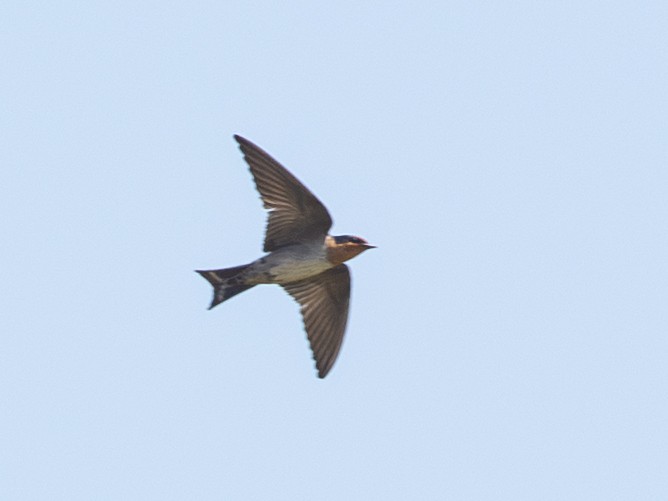 Golondrina del Pacífico - ML655021504