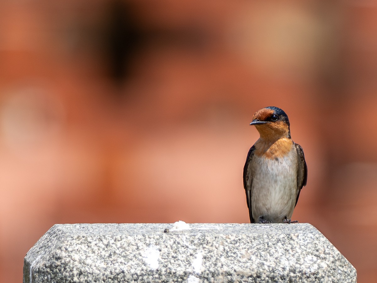 Golondrina del Pacífico - ML655021505