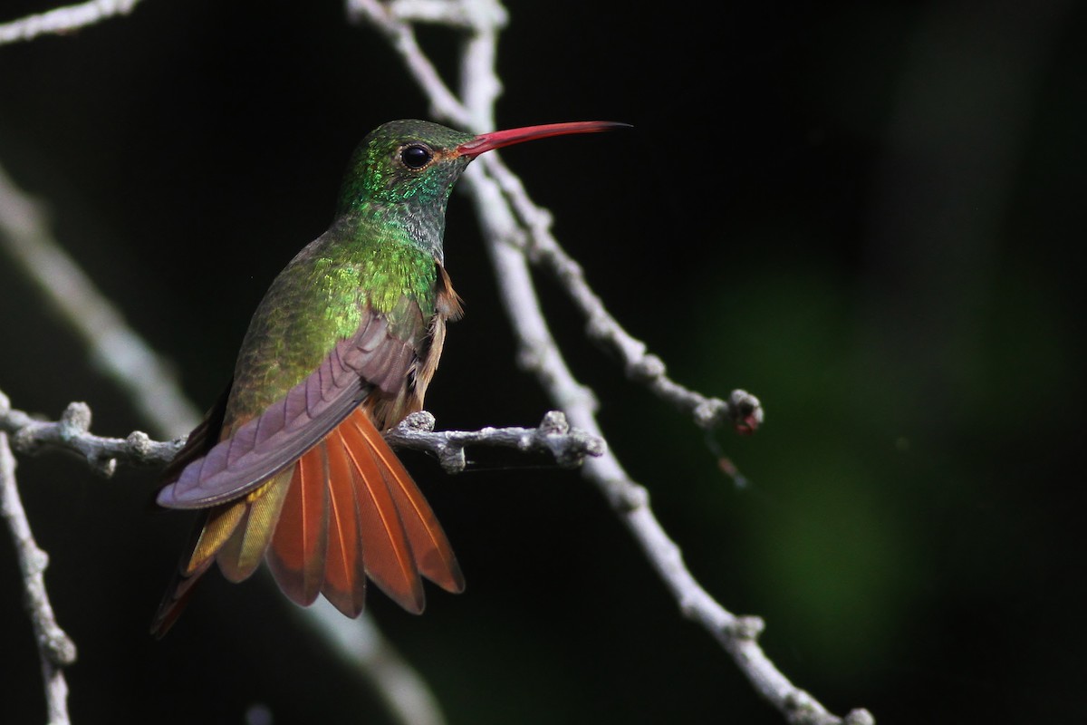 Buff-bellied Hummingbird - Alex Lamoreaux