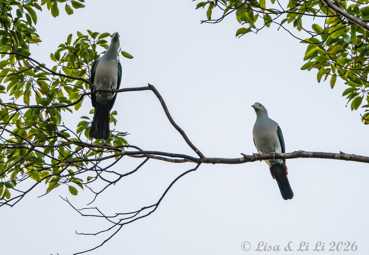 Green Imperial-Pigeon (Green) - ML655024660