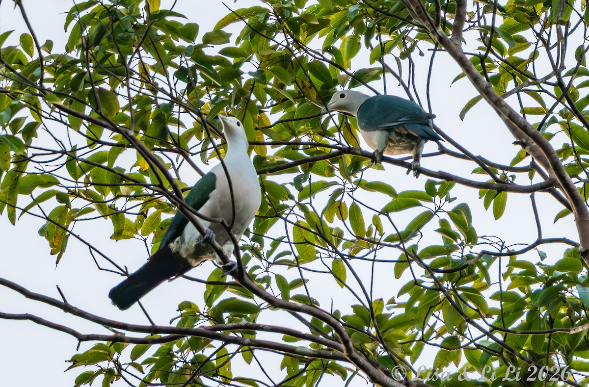 Green Imperial-Pigeon (Green) - ML655024662