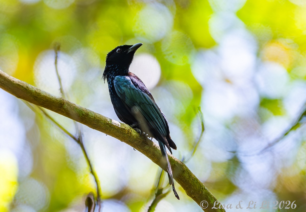 Palawan Drongo - ML655024857