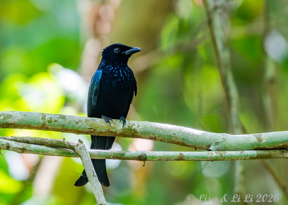 Palawan Drongo - ML655024858