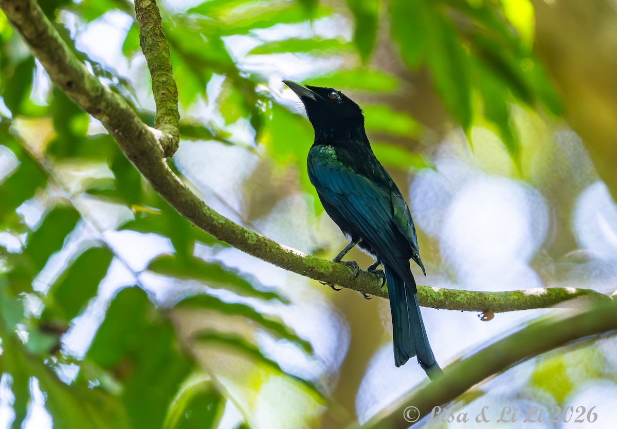 Palawan Drongo - ML655024860