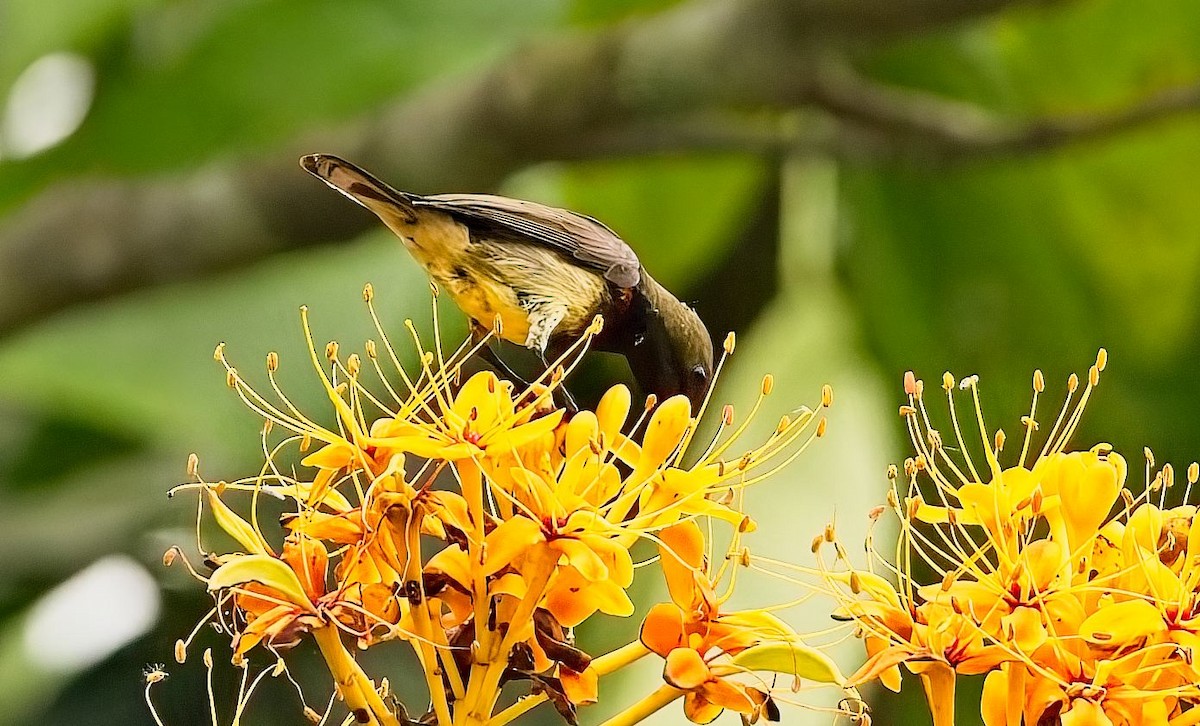 Ornate Sunbird (Cream-bellied) - ML655026367