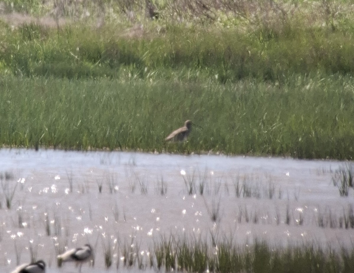 Eurasian Curlew - ML655026982