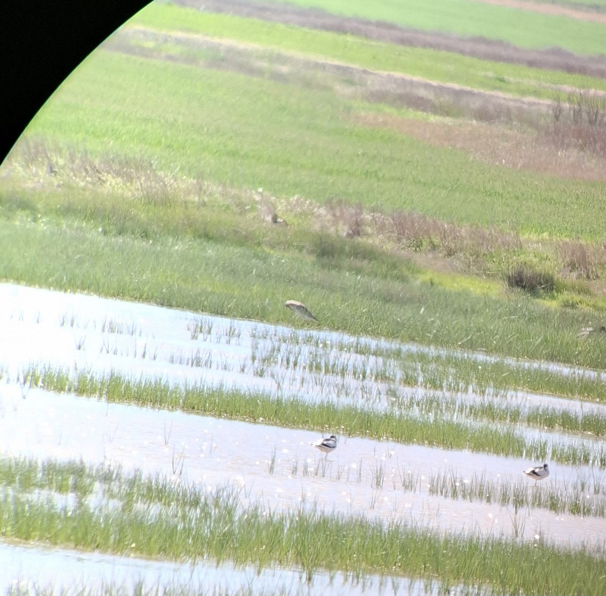 Eurasian Curlew - ML655026983