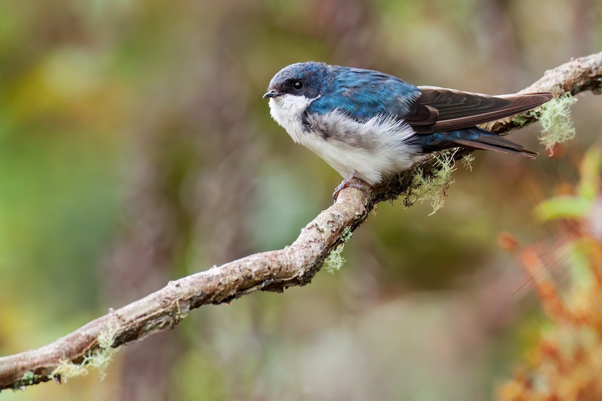 Blue-and-white Swallow - ML655027021