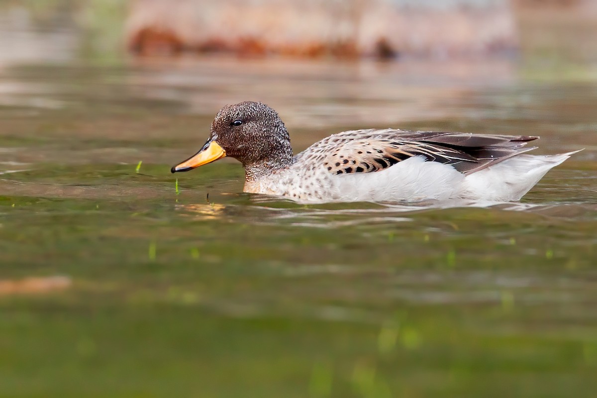 Yellow-billed Teal - ML655027109