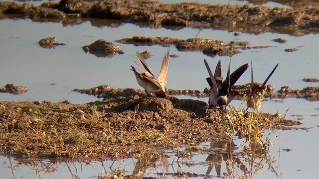 Cliff Swallow - ML655028301
