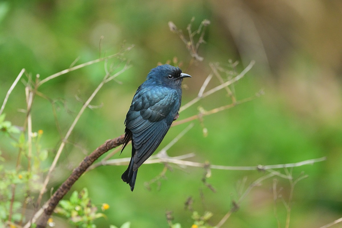 Taiwan Bird Atlas Checklist - 11 Apr 2026 - 馬祖--東引苗圃(Matsu--Dongyin ...