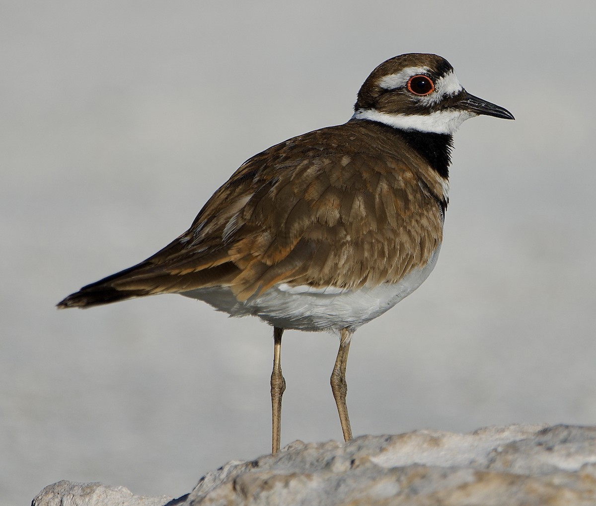 Killdeer - ML655031482
