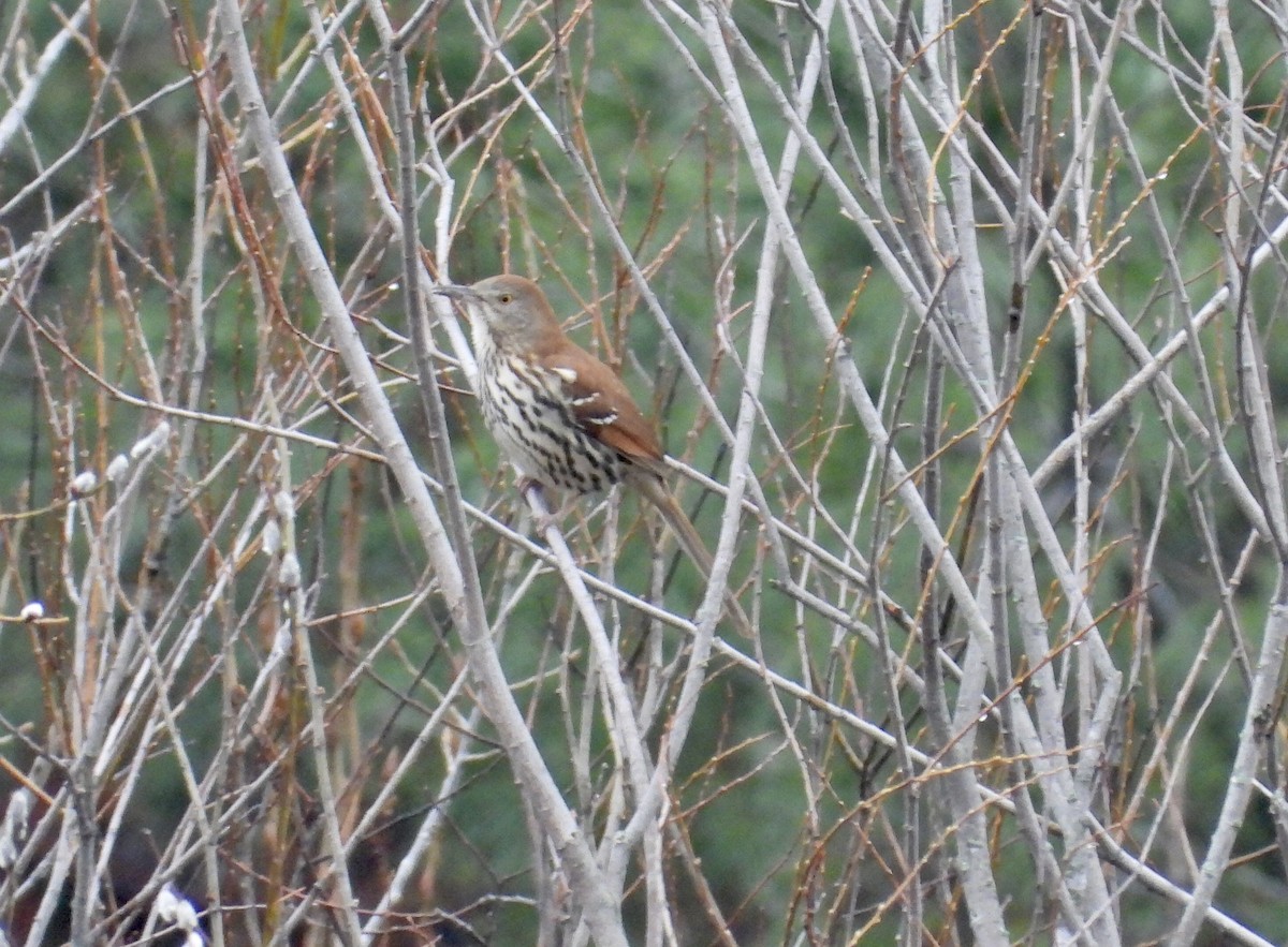 Kahverengi Çöpçü - ML655031570