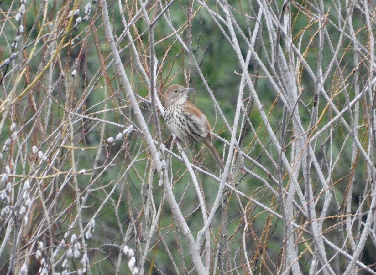 Kahverengi Çöpçü - ML655031571