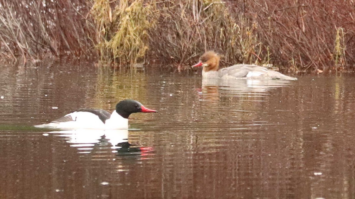 Common Merganser - ML655031829