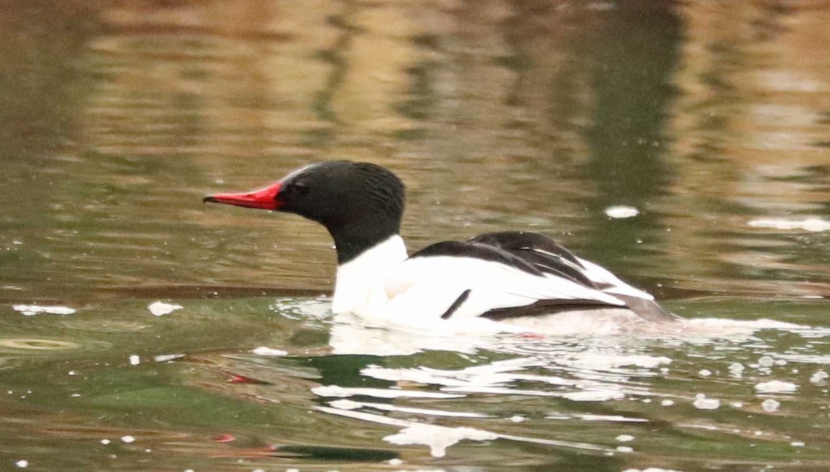 Common Merganser - ML655031838