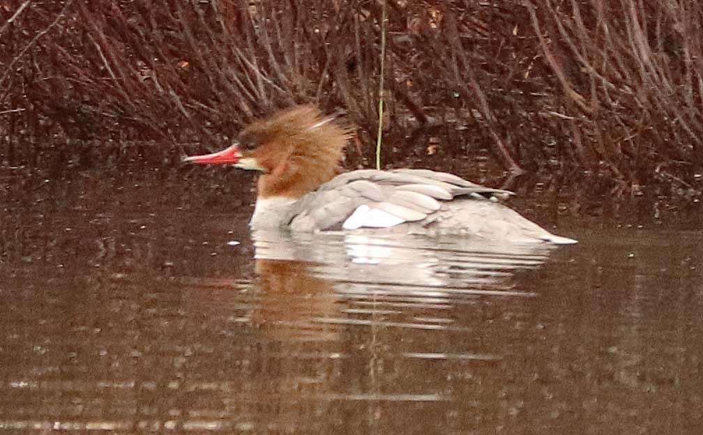 Common Merganser - ML655031843