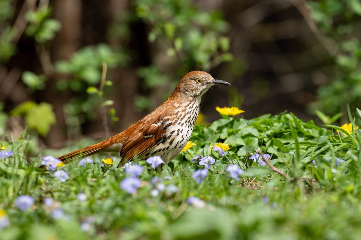 Kahverengi Çöpçü - ML655031883