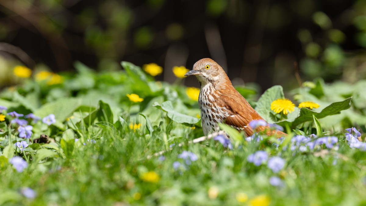 Kahverengi Çöpçü - ML655031891