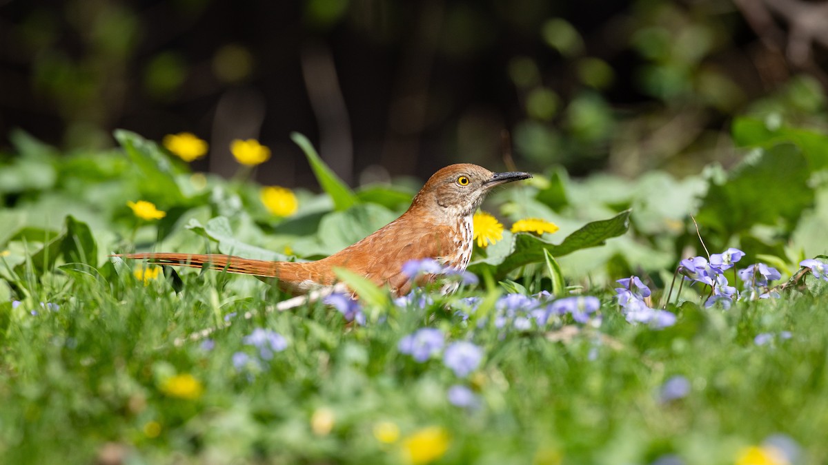 Kahverengi Çöpçü - ML655031908