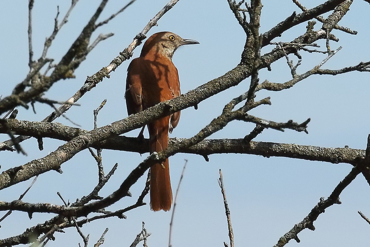 Kahverengi Çöpçü - ML655032186