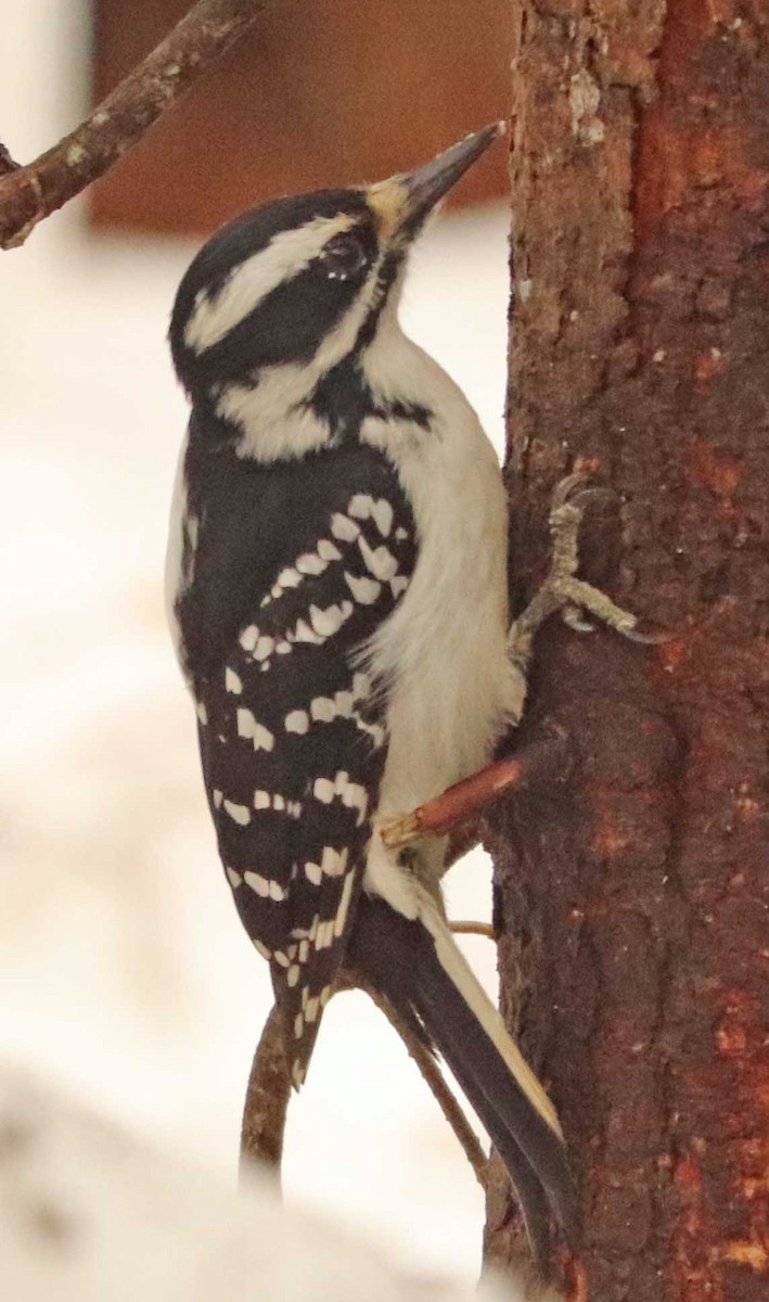 Hairy Woodpecker - ML655032315