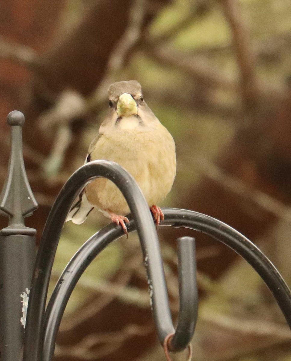 Evening Grosbeak - ML655032332